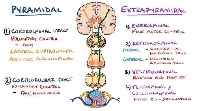 Diagram comparing the pyramidal and extrapyramidal motor systems