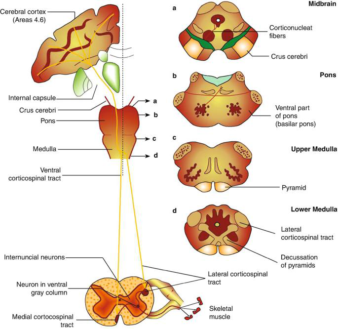 Corticospinal pathway diagram