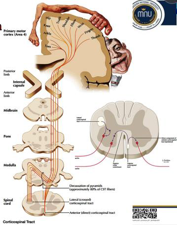 Corticospinal pathway