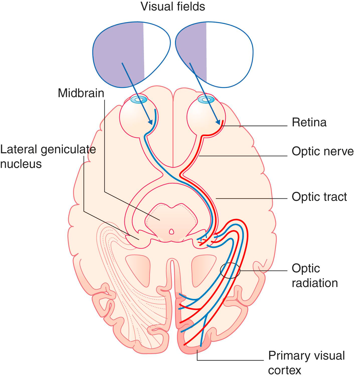 Visual pathway diagram