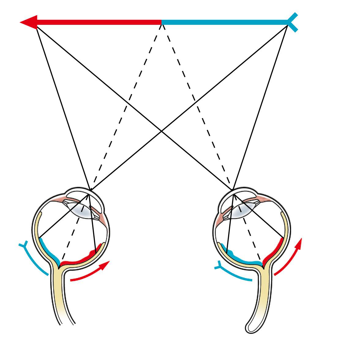 Diagram of the optic chiasm