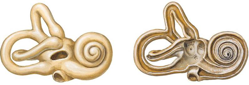 Auditory pathway diagram