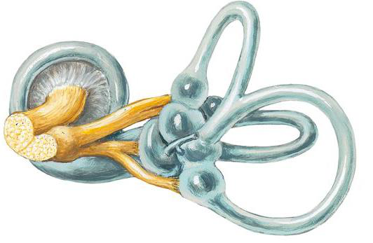 Hearing loss diagram