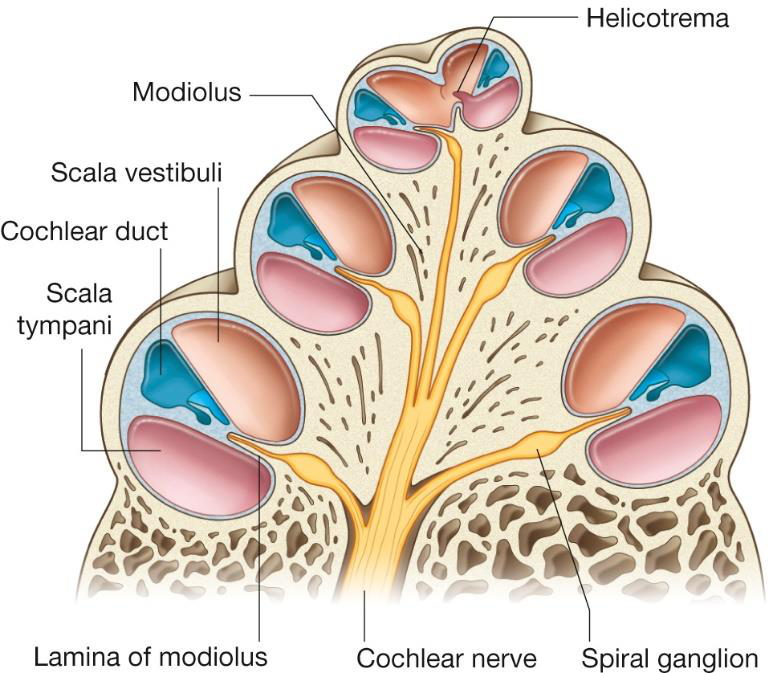 Vestibular pathway diagram