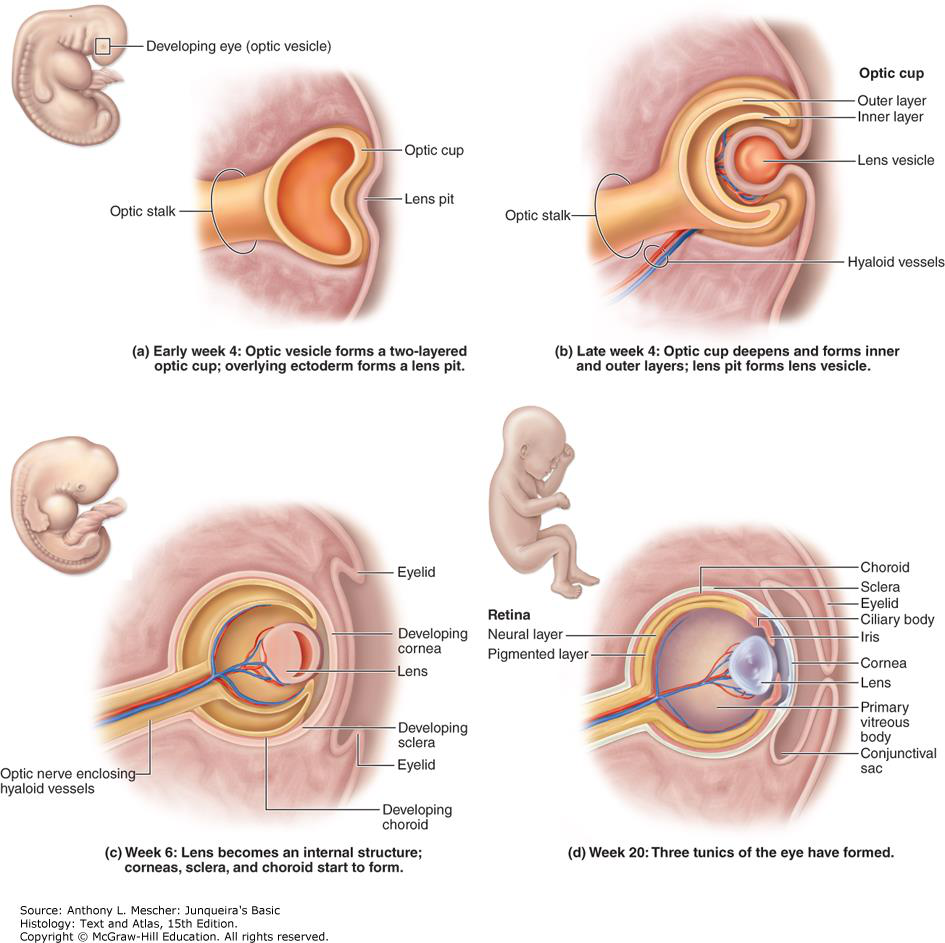 Eye development illustrations