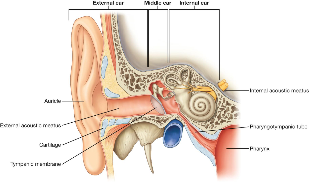 Detailed eye development