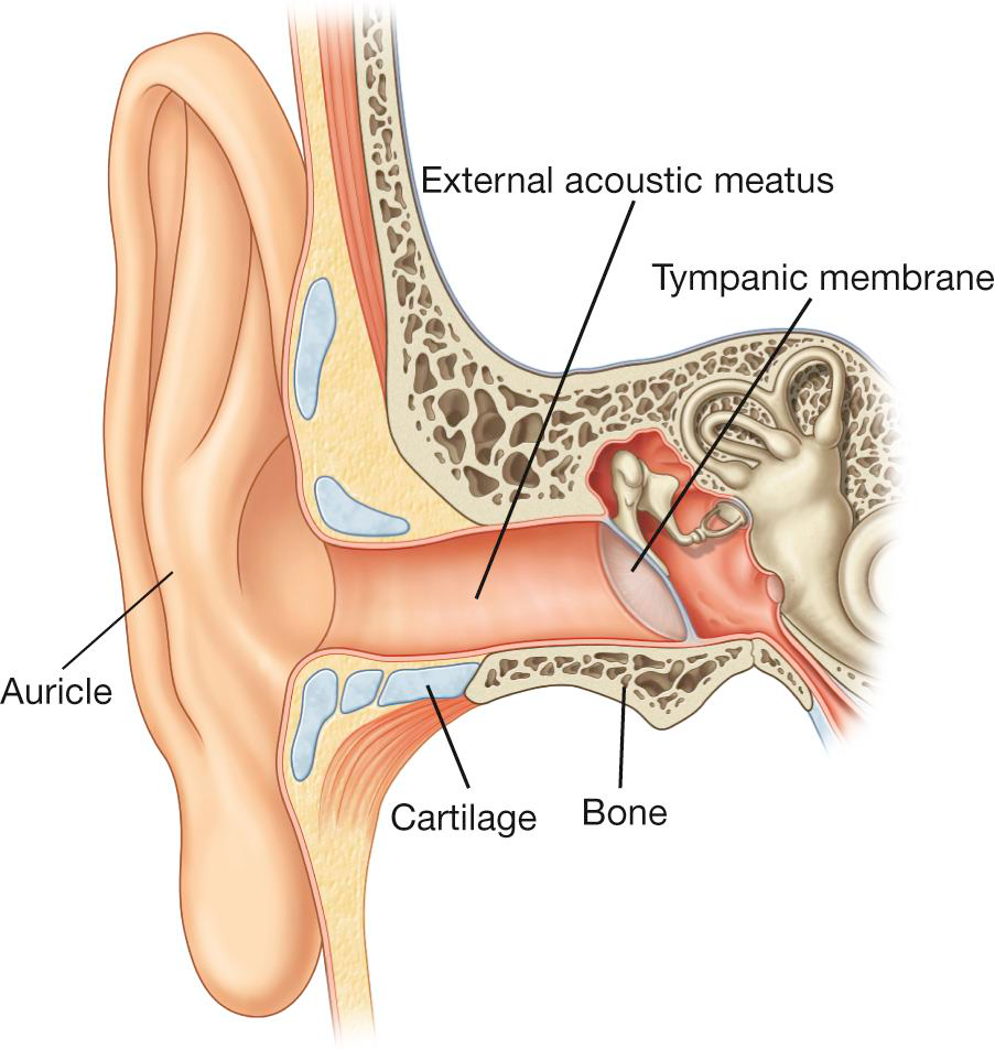 Cross-section of the ear
