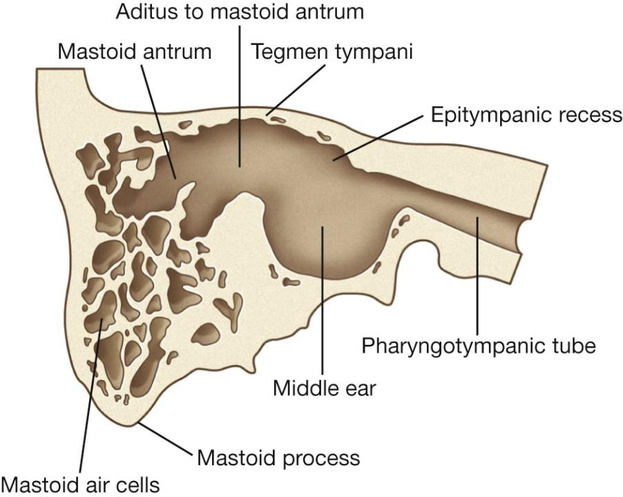 Ear components