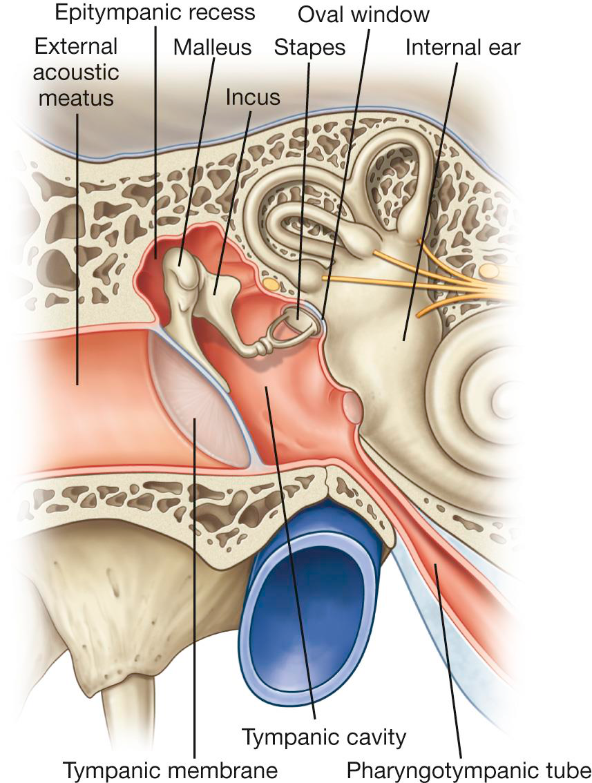 Middle ear ossicles