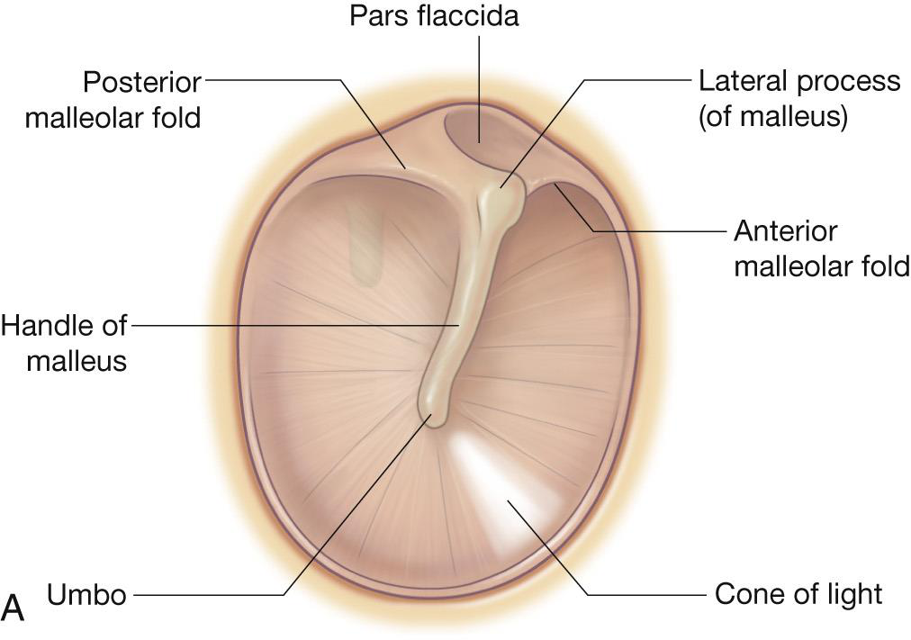 Bony labyrinth diagram