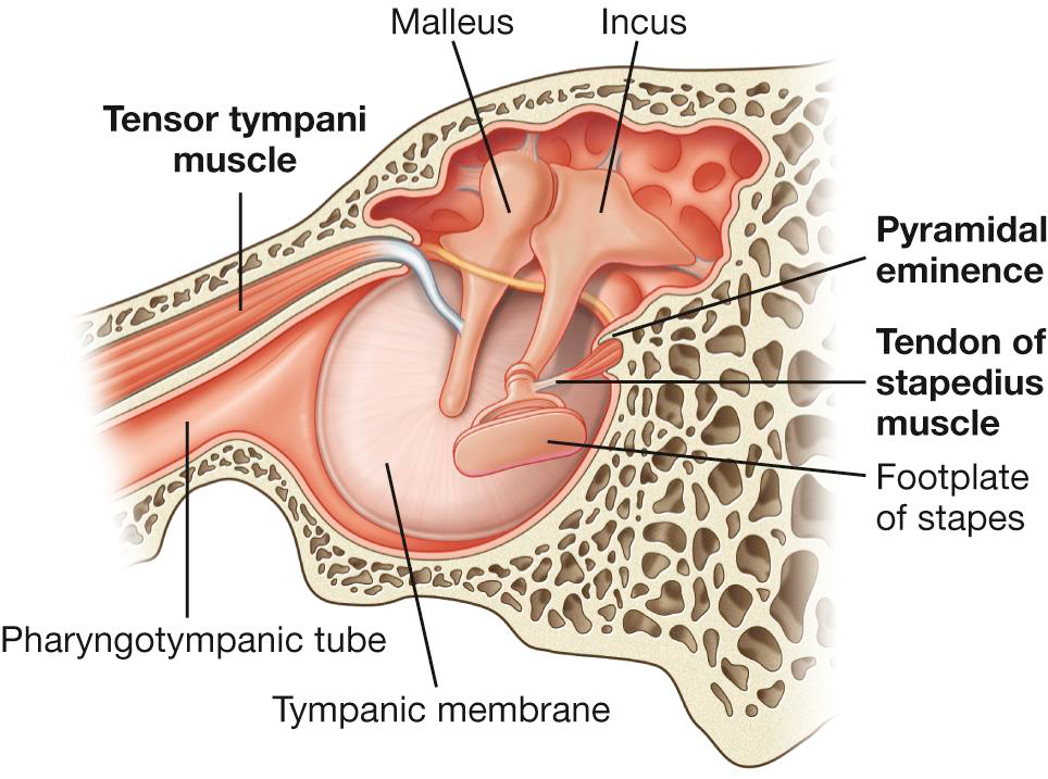 Cochlear cross-section