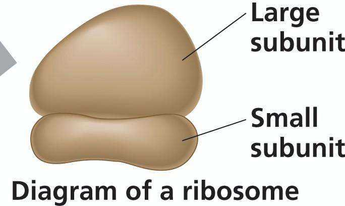 Ribosome structure