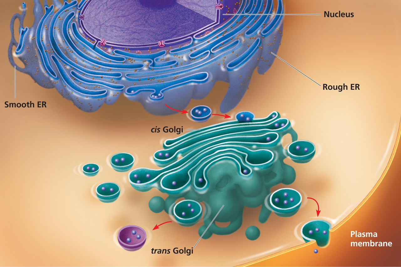 Endomembrane system diagram