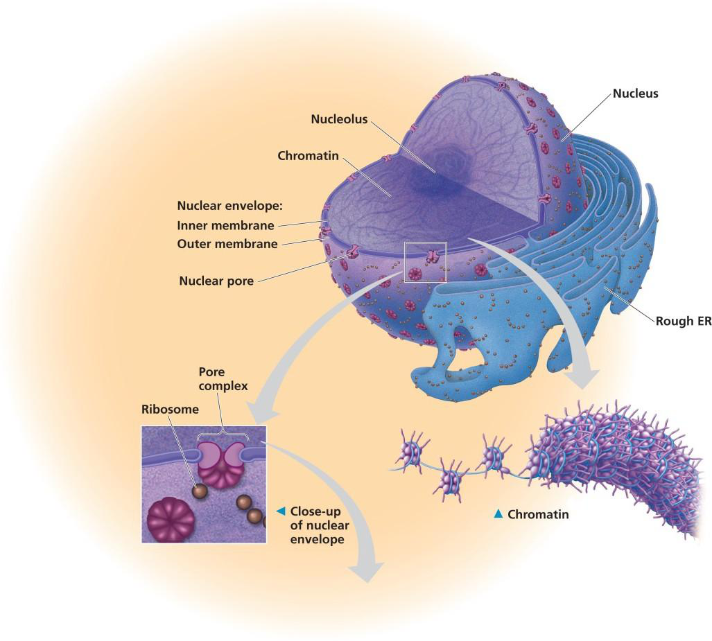 Diagram of the nucleus, showing the nuclear envelope, chromatin, nucleolus, and nuclear pores. Includes a close-up of the nuclear envelope structure.