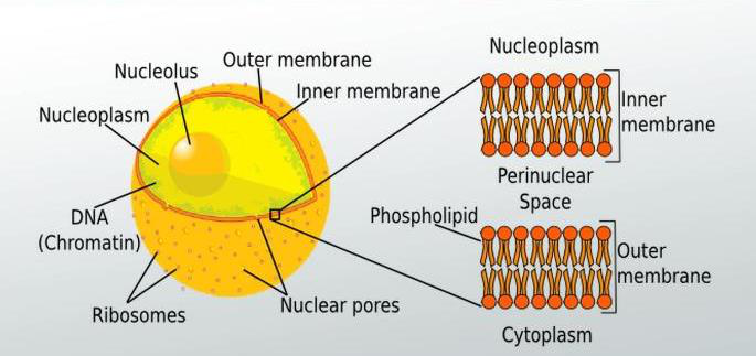 A diagram of the nuclear envelope showing labels such as nucleolus, DNA, and nuclear pores.