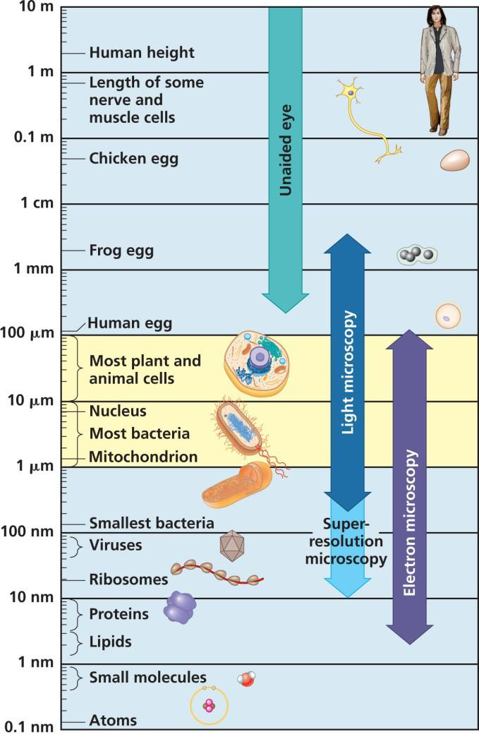 Diagram illustrating scales of biological entities
