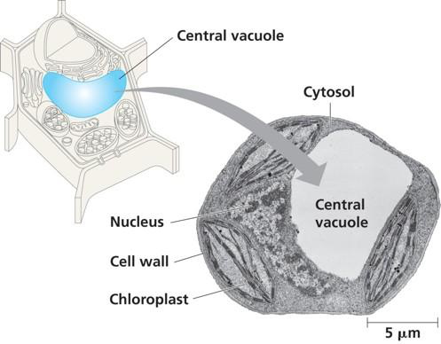 Cell junctions illustration