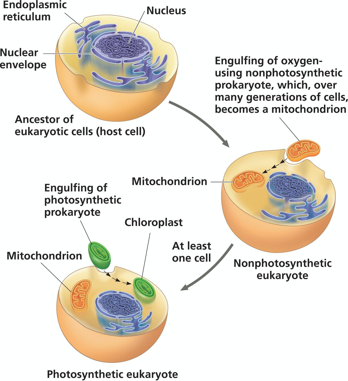 Diagram illustrating the Endosymbiont Theory