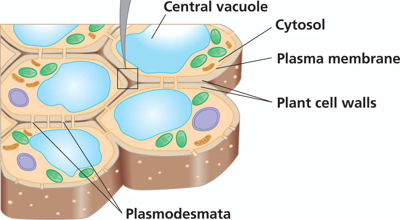 Plant cell junctions