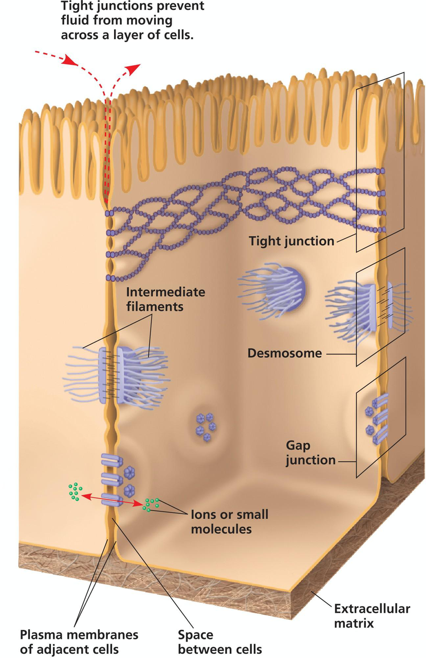 Animal cell junctions