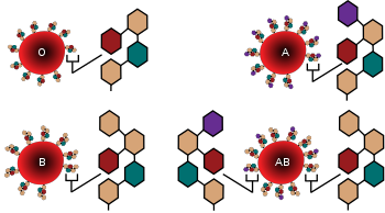 Blood Type Glycoproteins