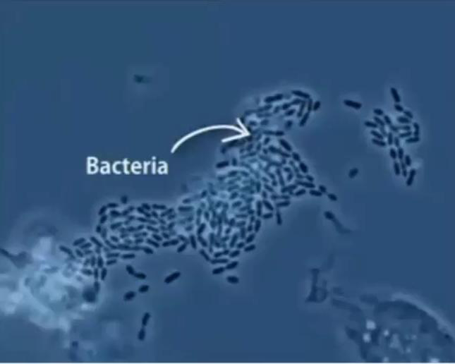 Phagocytosis