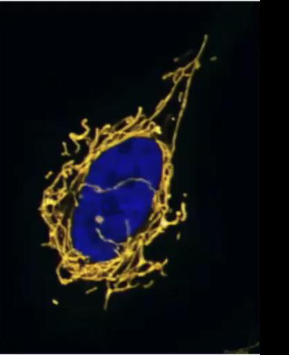 Nucleus and Mitochondria