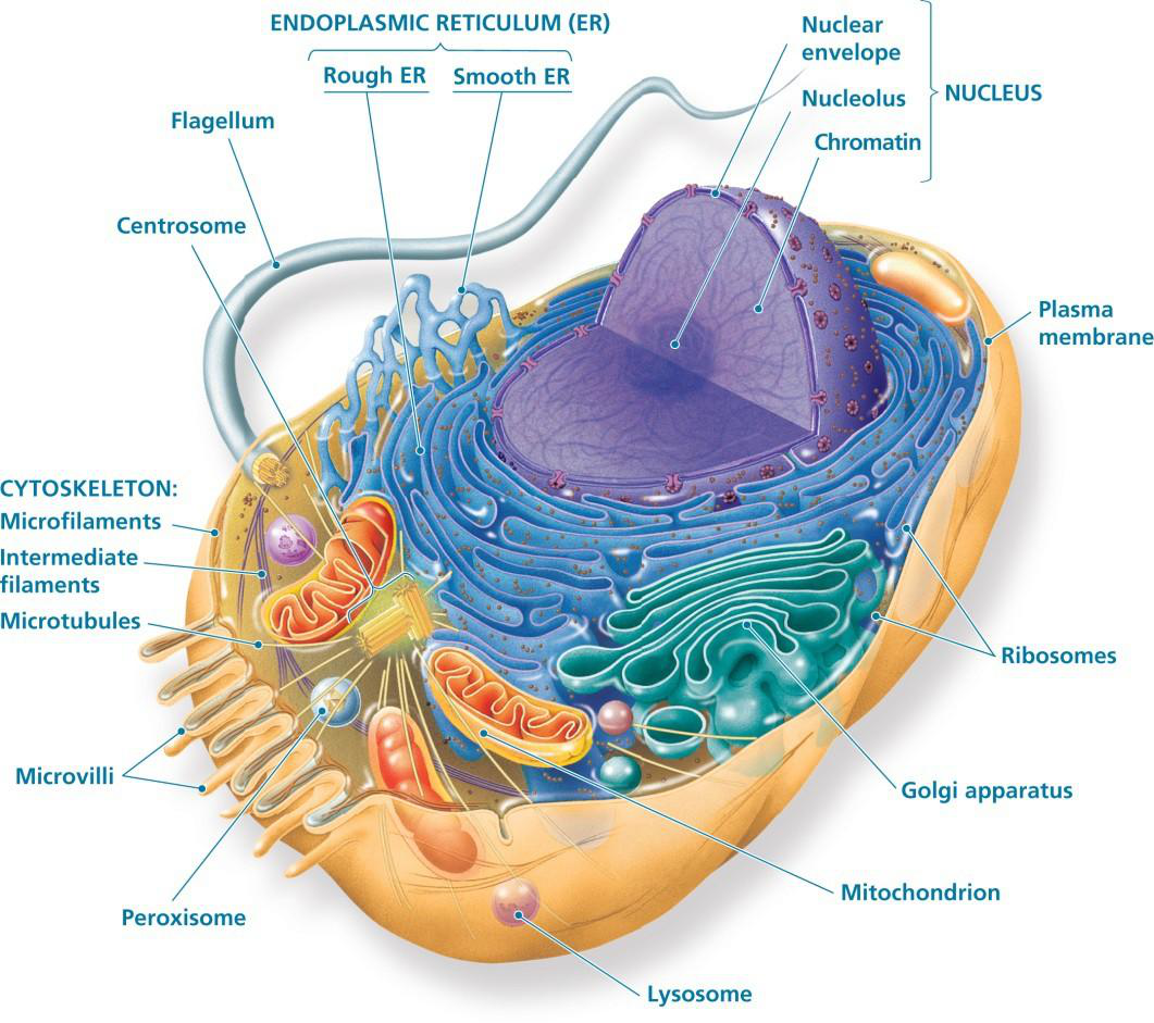 Diagram of an animal cell with organelles labeled