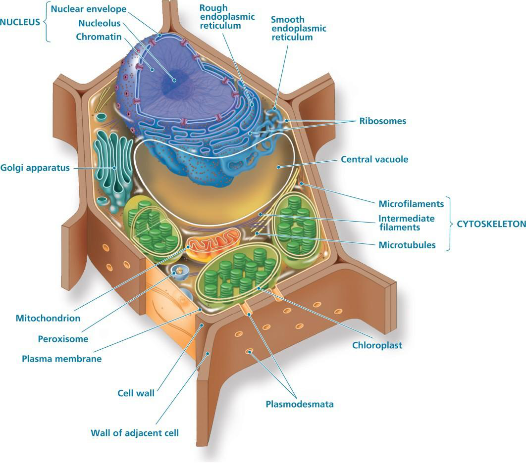 Diagram of a plant cell with organelles labeled