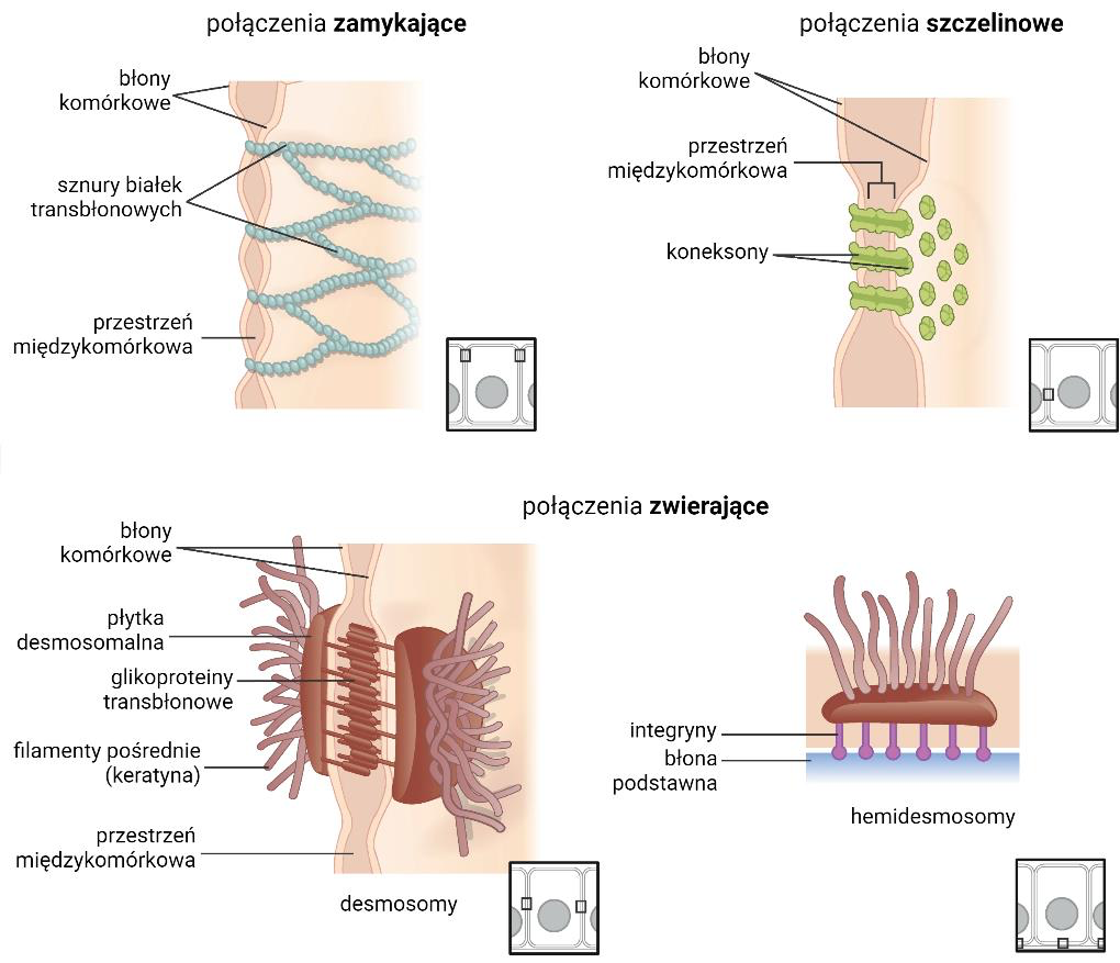 Połączenia międzykomórkowymi: zamykające, szczelinowe, zwierające