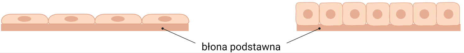 Ilustracja przekroju nabłonka z błoną podstawną