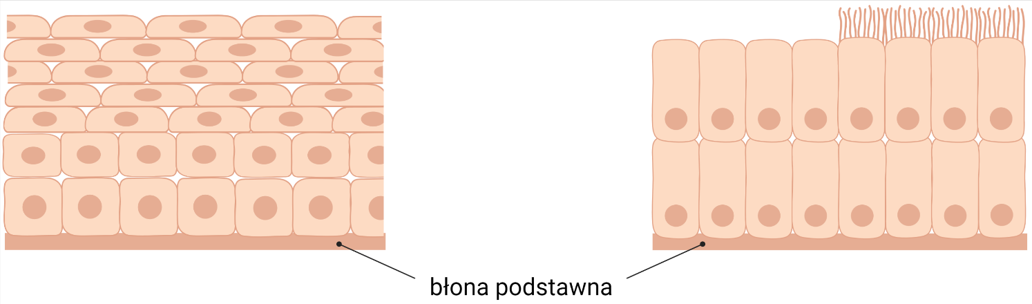 Ilustracja przekroju nabłonka