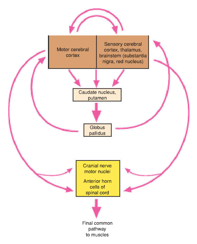 Basal nuclei flow diagram