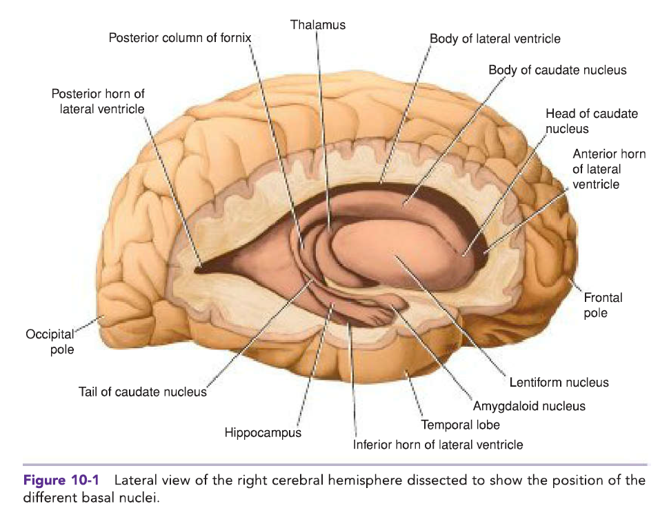 sagittal view of right cerebral hemisphere showing basal nuclei