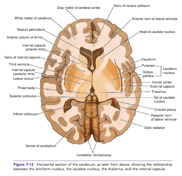 Horizontal cross-section of the cerebrum showing deep structures