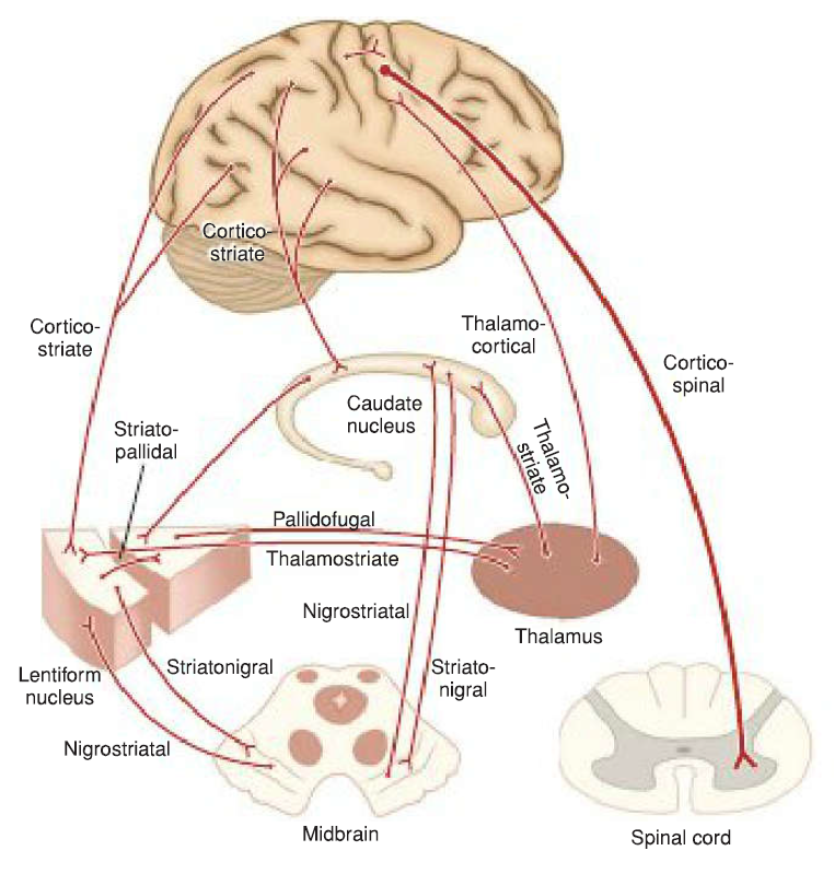 Basal nuclei schematic