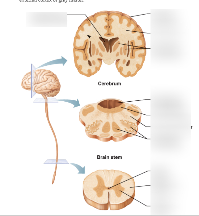 Brain Diagram