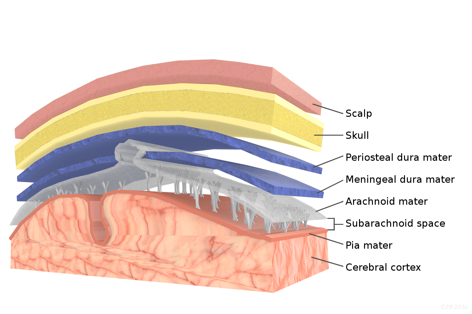 Diagram of the layers of meninges covering the brain