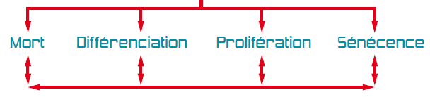 Diagramme du cycle de vie d'une cellule