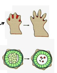 Two diagrams illustrating the development of a cell.