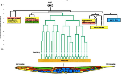 A diagram illustrating the development of a worm. Text and labels: Egg, Nervous system, Hypodermis, Somatic gonad.