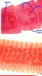 female reproductive organs