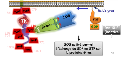Diagramme d'activation de Ras