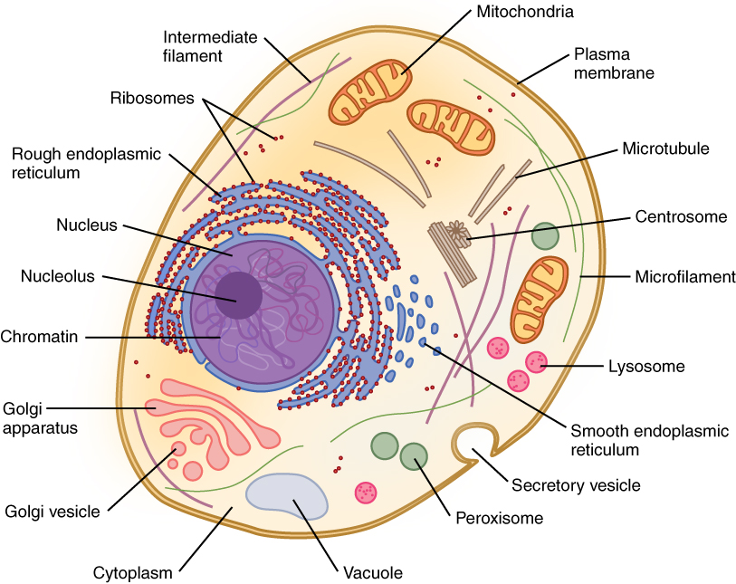 Diagram av en djurcell med organeller