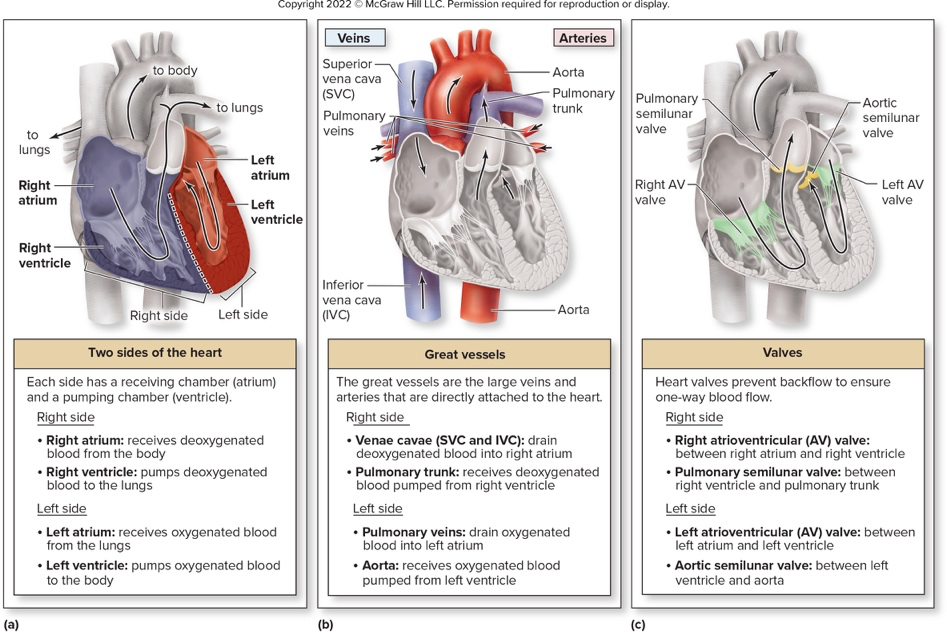 heart diagram