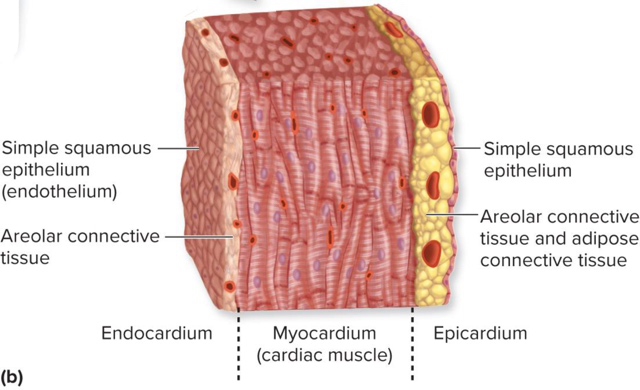 A labeled diagram showing the layers of the heart wall: epicardium, myocardium, endocardium.