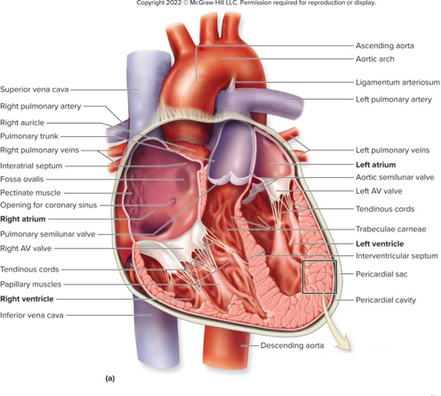 Cross-section diagram showing chambers, valves, septa, and major vessels.