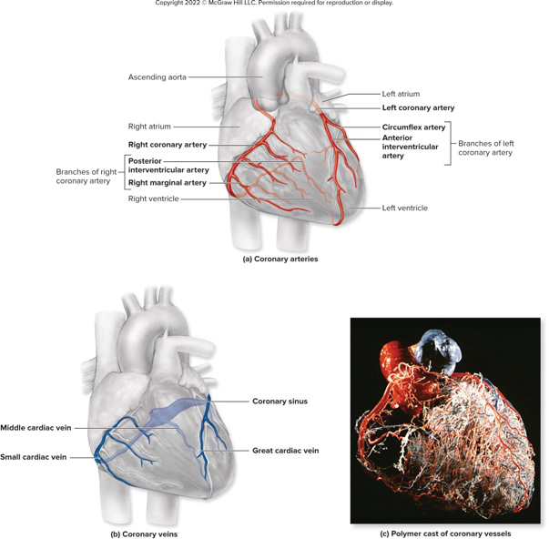 Coronary arteries and veins
