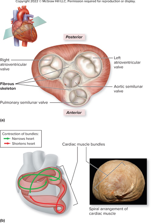 Heart valves and fibrous skeleton