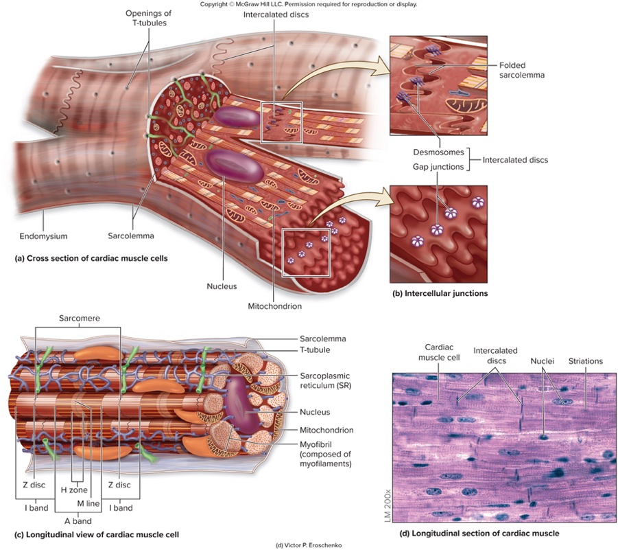 cardiac muscle diagrams